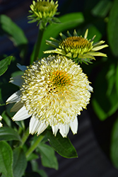 Puff Vanilla Coneflower (Echinacea 'TNECHPV') at Make It Green Garden Centre