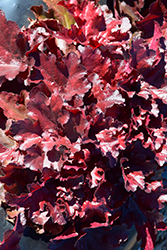 Forever Red Coral Bells (Heuchera 'Forever Red') at Make It Green Garden Centre