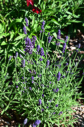 Lavance Deep Purple Lavender (Lavandula angustifolia 'Lavance Deep Purple') at Make It Green Garden Centre