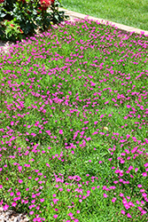 Beauties Kahori Pink Pinks (Dianthus 'Kahori Pink') at Make It Green Garden Centre