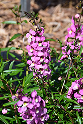 AngelMist Spreading Pink Angelonia (Angelonia angustifolia 'Balangspini') at Make It Green Garden Centre