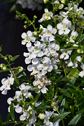 AngelMist Spreading White Angelonia (Angelonia angustifolia 'Balangspri') at Make It Green Garden Centre