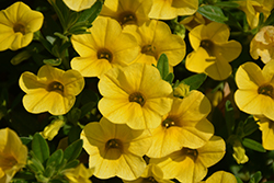 Superbells Yellow Calibrachoa (Calibrachoa 'Balcal1004') at Make It Green Garden Centre