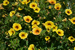 Superbells Saffron Calibrachoa (Calibrachoa 'Superbells Saffron') at Make It Green Garden Centre