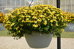 Beedance Yellow Bidens (Bidens 'Beedance Yellow') at Make It Green Garden Centre