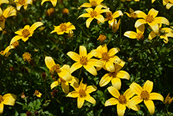 Beedance Yellow Bidens (Bidens 'Beedance Yellow') at Make It Green Garden Centre