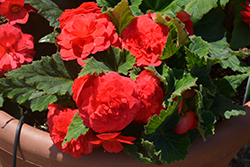 Nonstop Deep Rose Begonia (Begonia 'Nonstop Deep Rose') at Make It Green Garden Centre