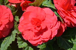 Nonstop Deep Rose Begonia (Begonia 'Nonstop Deep Rose') at Make It Green Garden Centre