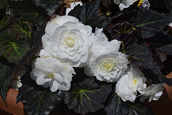 Nonstop Mocca White Begonia (Begonia 'Nonstop Mocca White') at Make It Green Garden Centre