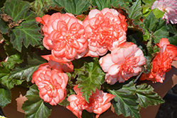 Nonstop Rose Petticoat Begonia (Begonia 'Nonstop Rose Petticoat') at Make It Green Garden Centre