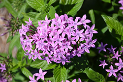 Graffiti Lavender Star Flower (Pentas lanceolata 'Graffiti Lavender') at Make It Green Garden Centre