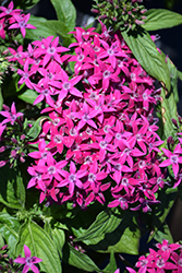 Graffiti OG Violet Star Flower (Pentas lanceolata 'Graffiti OG Violet') at Make It Green Garden Centre