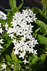 Graffiti White Star Flower (Pentas lanceolata 'Graffiti White') at Make It Green Garden Centre