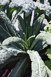 Dinosaur Kale (Brassica oleracea var. sabellica 'Lacinato') at Make It Green Garden Centre