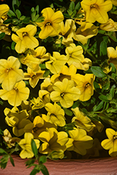 Kabloom Yellow Calibrachoa (Calibrachoa 'PAS1020308') at Make It Green Garden Centre