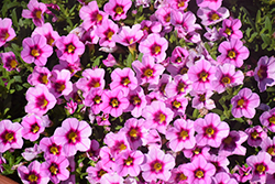 Aloha Tiki Soft Pink Calibrachoa (Calibrachoa 'Aloha Tiki Soft Pink') at Make It Green Garden Centre