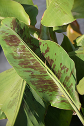 Japanese Banana (Musa basjoo) at Make It Green Garden Centre