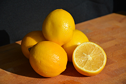 Meyer Lemon (Citrus x meyeri) at Make It Green Garden Centre