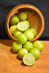 Key Lime (Citrus aurantifolia) at Make It Green Garden Centre