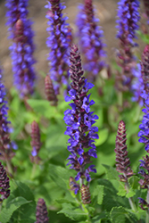 Violet Riot Sage (Salvia nemorosa 'Violet Riot') at Make It Green Garden Centre