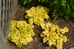 Catching Fire Foamy Bells (Heucherella 'Catching Fire') at Make It Green Garden Centre