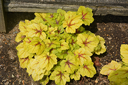 Catching Fire Foamy Bells (Heucherella 'Catching Fire') at Make It Green Garden Centre