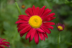 Robinson's Red Painted Daisy (Tanacetum coccineum 'Robinson's Red') at Make It Green Garden Centre