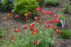 Robinson's Red Painted Daisy (Tanacetum coccineum 'Robinson's Red') at Make It Green Garden Centre