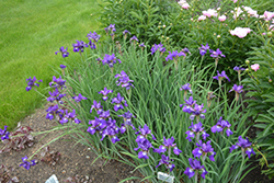 Ruffled Velvet Iris (Iris sibirica 'Ruffled Velvet') at Make It Green Garden Centre