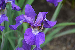 Ruffled Velvet Iris (Iris sibirica 'Ruffled Velvet') at Make It Green Garden Centre