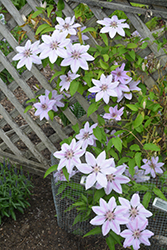 Nelly Moser Clematis (Clematis 'Nelly Moser') at Make It Green Garden Centre