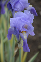 Silver-variegated Sweet Iris (Iris pallida 'Argentea Variegata') at Make It Green Garden Centre