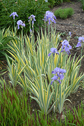 Silver-variegated Sweet Iris (Iris pallida 'Argentea Variegata') at Make It Green Garden Centre