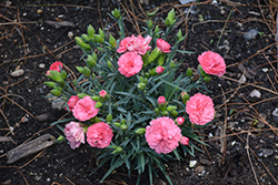 Fruit Punch Classic Coral Pinks (Dianthus 'Classic Coral') at Make It Green Garden Centre