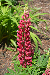 Mini Gallery Red Lupine (Lupinus 'Mini Gallery Red') at Make It Green Garden Centre