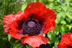 Beauty of Livermere Poppy (Papaver orientale 'Beauty of Livermere') at Make It Green Garden Centre
