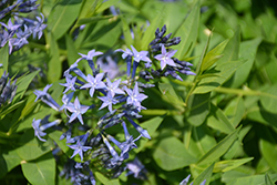 Blue Ice Star Flower (Amsonia tabernaemontana 'Blue Ice') at Lurvey Garden Center