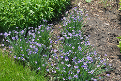 Lucerne Blue-Eyed Grass (Sisyrinchium angustifolium 'Lucerne') at Make It Green Garden Centre