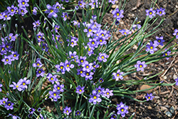 Lucerne Blue-Eyed Grass (Sisyrinchium angustifolium 'Lucerne') at Make It Green Garden Centre
