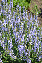 Color Spires Crystal Blue Sage (Salvia nemorosa 'Crystal Blue') at Make It Green Garden Centre