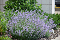 Cat's Meow Catmint (Nepeta x faassenii 'Cat's Meow') at Make It Green Garden Centre