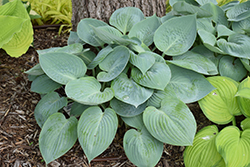 Prairie Sky Hosta (Hosta 'Prairie Sky') at Make It Green Garden Centre