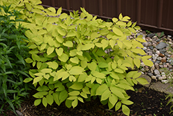 Sun King Japanese Spikenard (Aralia cordata 'Sun King') at Lurvey Garden Center