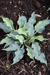Shadowland Waterslide Hosta (Hosta 'Waterslide') at Make It Green Garden Centre