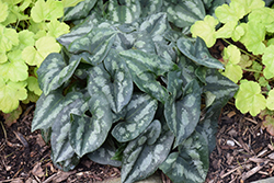 Asian Wild Ginger (Asarum splendens) at Make It Green Garden Centre