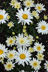 Cream Puff Shasta Daisy (Leucanthemum x superbum 'Cream Puff') at Make It Green Garden Centre