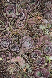 Pacific Blue Ice Hens And Chicks (Sempervivum 'Pacific Blue Ice') at Make It Green Garden Centre