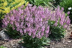 Color Spires Pink Dawn Sage (Salvia 'Pink Dawn') at Make It Green Garden Centre