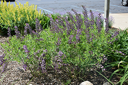 Grape Taffy False Indigo (Baptisia 'Grape Taffy') at Make It Green Garden Centre