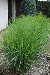 Oktoberfest Maiden Grass (Miscanthus sinensis 'Oktoberfest') at Make It Green Garden Centre